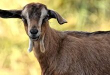 images 2023 04 17T174337.365