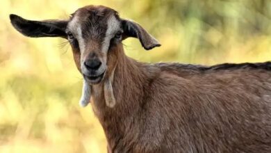 images 2023 04 17T174337.365