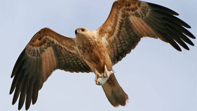 images 2023 04 30T103905.923