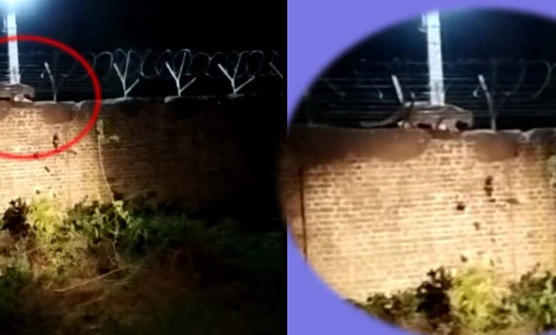 खमरिया फैक्ट्री की चारदीवारी पर तेंदुए की चहलकदमी फिलिंग-6अनुभाग के पास कुनबे के साथ बनाया स्थाई डेरा 1 2 4