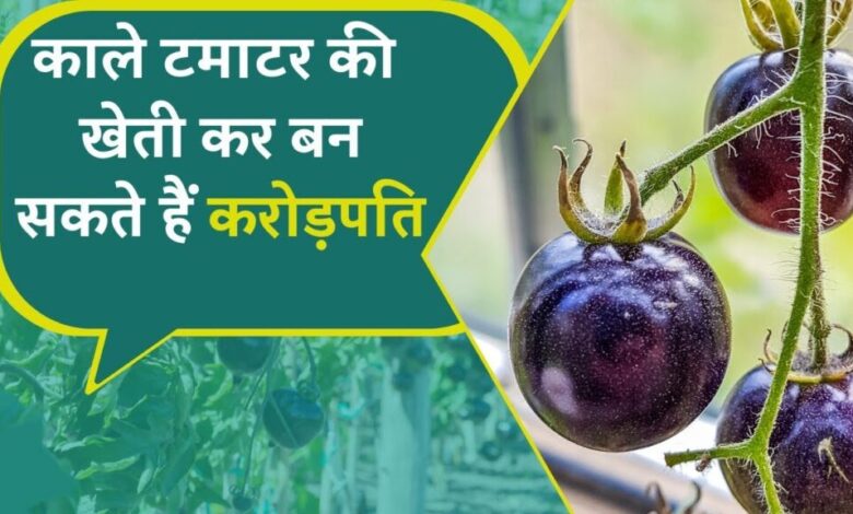 kale tamatar 1024x576 1