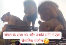 जंगल के राजा शेर और उनकी रानी ने ऐसा रोमांटिक माहौल बनाया, सफारी पर निकले टूरिस्ट देख कर बोले- 'राजा तुशी तो ग्रेट हो' 16 WhatsApp Image 2023 06 09 at 12.22.07 AM