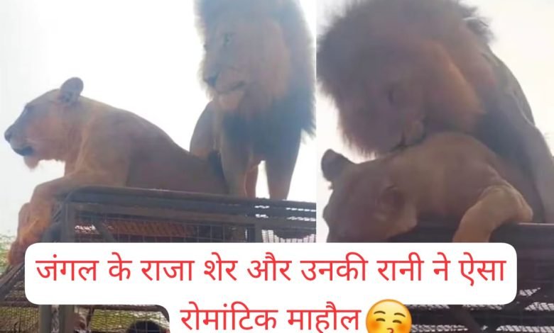 जंगल के राजा शेर और उनकी रानी ने ऐसा रोमांटिक माहौल बनाया, सफारी पर निकले टूरिस्ट देख कर बोले- 'राजा तुशी तो ग्रेट हो' 1 WhatsApp Image 2023 06 09 at 12.22.07 AM