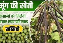 Madhya Pradesh मध्य प्रदेश के किसानों के लिए आई बड़ी खुश खबरी आज से चालू होगा समर्थन मूल्य पर मूंग की खरीदी 31 मई तक करा सकेंगे आप मूंग का पंजीयन जाने पूरी डिटेल्स