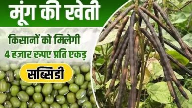Madhya Pradesh मध्य प्रदेश के किसानों के लिए आई बड़ी खुश खबरी आज से चालू होगा समर्थन मूल्य पर मूंग की खरीदी 31 मई तक करा सकेंगे आप मूंग का पंजीयन जाने पूरी डिटेल्स