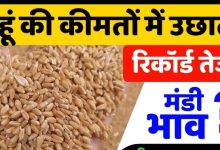 Gehu Mandi Bhav today गेहू की रेंज में लगी जबरदस्त आग, सातवे आसमान पर पहुंची गेहू की रेंज एक क्लिक में देखिये गेहू का ताजा मंडी भाव जाने पूरी डिटेल्स 