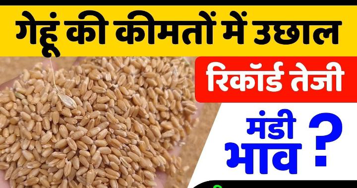 Gehu Mandi Bhav today गेहू की रेंज में लगी जबरदस्त आग, सातवे आसमान पर पहुंची गेहू की रेंज एक क्लिक में देखिये गेहू का ताजा मंडी भाव जाने पूरी डिटेल्स 
