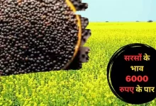 Sarso Mandi Bhav सरसो तोड़ रहा सारे रिकॉर्ड , इस बार सरसो ने दिया 6000 के पार जाने के संकेत जानिए क्या है नयी कीमते 17 Sarso Mandi Bhav सरसो तोड़ रहा सारे रिकॉर्ड , इस बार सरसो ने दिया 6000 के पार जाने के संकेत जानिए क्या है नयी कीमते