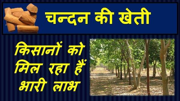 Business Idea news इस बारिश के मौसम में आलू टमाटर की खेती छोड़ करिये मोटे मुनाफे का बिजनेस, ये पेड़ की खेती देगी तगड़ी कमाई 4 gf