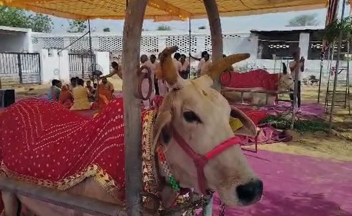 rq5k007 rajasthan bull and cow