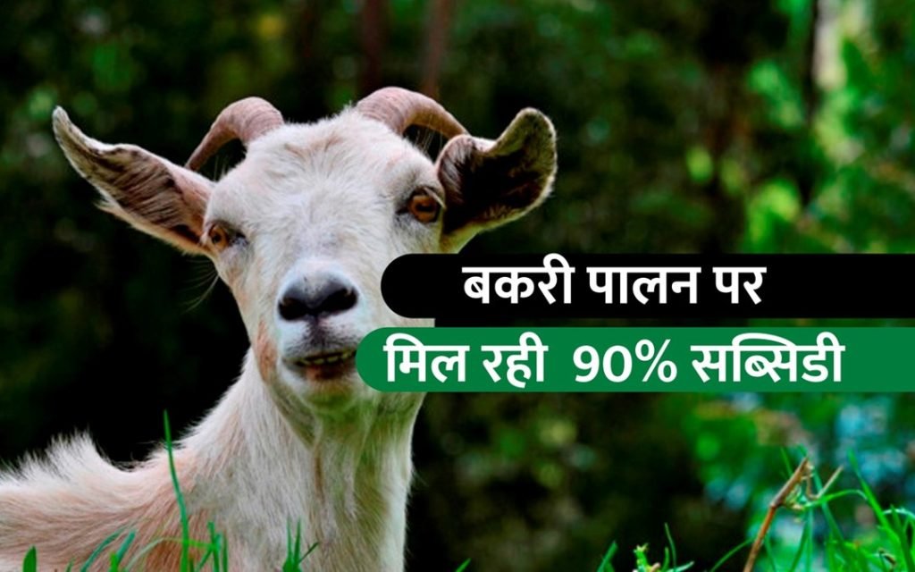 बकरी पालन योजना : पशुपालको की अब मालामाल कमाई, बकरी पालन के लिए मिल रही 90% तक की सब्सिडी, जाने पूरी जानकारी 3 thumbnail july 2021 29 1024x640 1