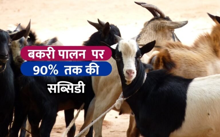 बकरी पालन योजना : पशुपालको की अब मालामाल कमाई, बकरी पालन के लिए मिल रही 90% तक की सब्सिडी, जाने पूरी जानकारी 2 thumbnail nov 2021 9 1024x640 1 1 768x480 1