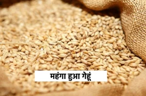 WHEAT PRICE गेहूं के भाव में फिर देखी उछाल , गेहूं करेगा 4000 को पार जानिए क्या है कीमते 3 WHEAT PRICE गेहूं के भाव में फिर देखी उछाल , गेहूं करेगा 4000 को पार जानिए क्या है कीमते