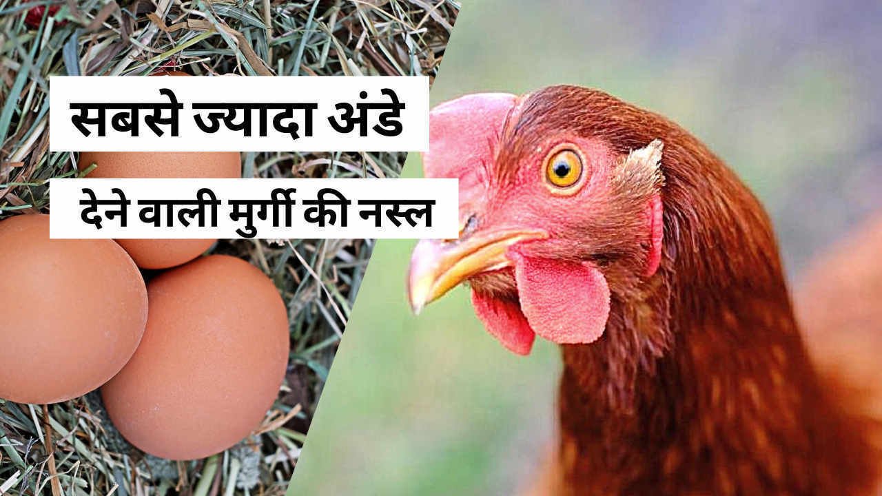 सबसे ज्यादा अंडे देने वाली मुर्गी की नस्ल
