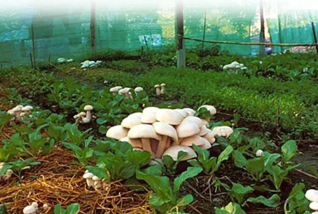 Mushroom Farming Business: देश में सबसे ज्यादा पसंद करने वाली ये खेती होगी सिर्फ 5 से 6 हजार रुपए में शुरू, साथ ही देगी आपको तगड़ी कमाई जाने पूरी डिटेल्स 3 A Beginners Guide to a Successful Business in Mushroom Farming jpg e1671535714641