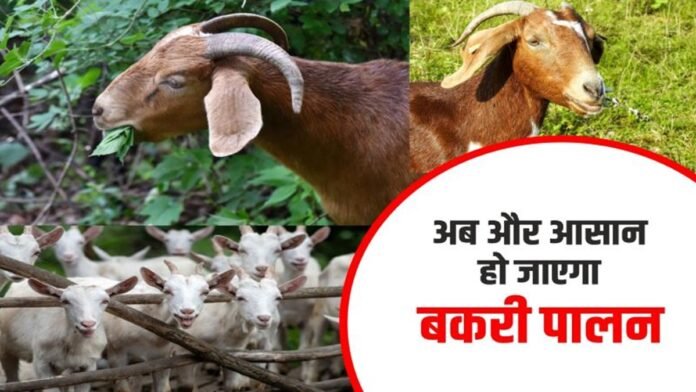 Goat Farming Loan 2023 छोटे किसानो के लिए फिर एक बार आई खुशखबरी, अब सरकार देगी किसानो को 10 लाख रुपये का लोन, यहाँ देंगे ऑनलाइन की प्रक्रिया 4 augu
