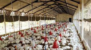 Poultry Farming इस बिजनेस के लिए सरकार दे रही है 10 लाख का लोन, जी छोटे खर्च में होगा बड़ा मुनाफा यहाँ से जाने पूरी जानकारी 3 download 2023 07 10T145115.236