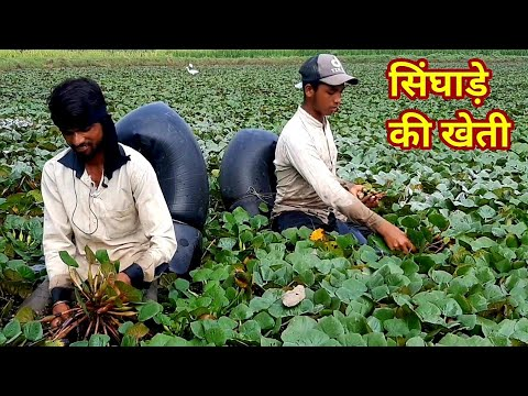 Singhara farming बरसात के चलते करे इस फल की खेती, काम लागत में होगा तगड़ा मुनाफा, चंद मिनटों में बन जाओगे लखपति जाने इस खेती का तरीका 3 image 115