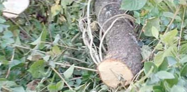 madhya pradesh Jabalpur gaur area TFRI forest Smuggler gang members cutting sandalwood trees news in hindi