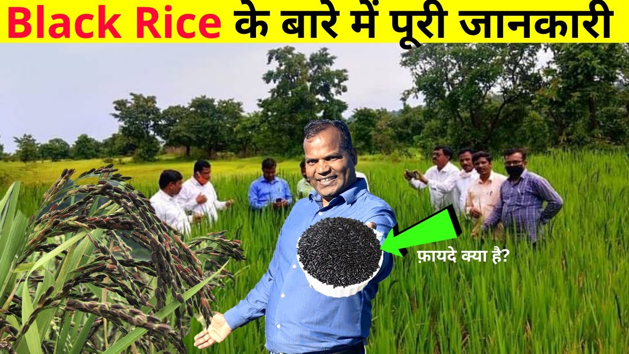 अब शुगर के मरीजों के लिए काले चावल बने वरदान, शुगर लेवल को बढ़ते देख इसने भी बाजार में बढ़ा दी डिमांड किसानो को अब मिलेगा इसका फायदा 4 maxresdefault 2023 07 15T174028.715