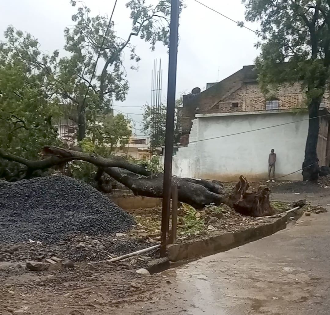 बारिश में गिरे पेड़ से राहगीरों को खतरा, अभी तक नहीं हो सकी कार्रवाई 1 44a6cd0f c214 42be 9a42 a8d7850f757f