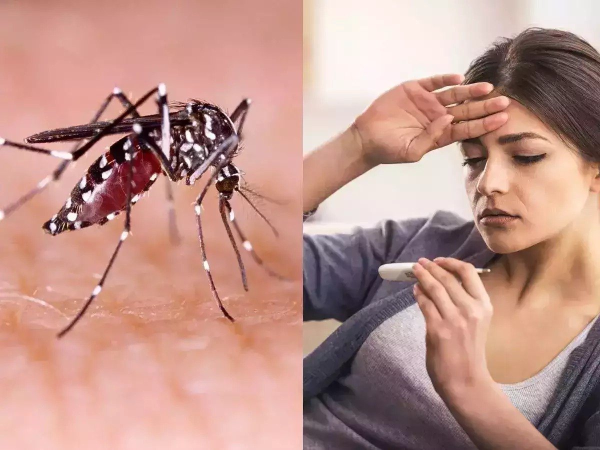 आये दिन बढ़ रहा है डेंगू-मलेरिया का कहर, जानिए कैसे बचाये अपने परिवार के साथ स्वयं की रक्षा 1 c4edab3a e139 41c8 b479 1148dcb3e908