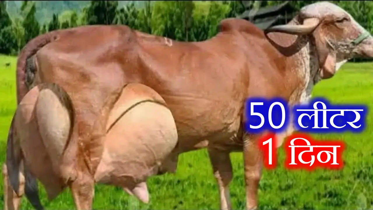 शहरों में भी चलेगा ये बिजनेस जो आपको बना देगा कम समय में मालामाल 50 से 80 लीटर दूध देती है इस नस्ल की गाय 5 gir gay 1