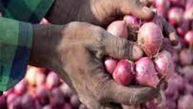 प्याज दे रही सेव को मात, दीवाली तक यही रहेगी स्थिति 8 15 9