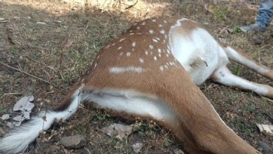 डुमना में घायल हुआ चीतल: शिकार कर छोड़कर भागे 9 20 jan 2023.01 633 H@@IGHT 519 W@@IDTH 600