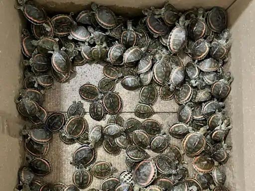 ट्रेन से 282 कछुए बरामद, दो तस्करों को जेल भेजा:लखनऊ से चेन्नई ले जा रहे थे, इटारसी में पकड़े गए; नागपुर में भी गिरफ्तारी 1 4 1