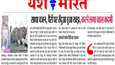 साधा वजन, पैरों पर तेंदुआ हुआ खड़ा, करने लगा चहल कदमी 8 3 7