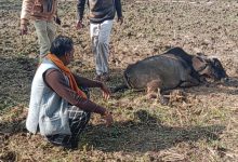 मवेशी पर बरछी से हमला, पुलिस ने दर्ज किया मामला 11 7b87dfd3 638a 49e0 9037 cc871d516bb4