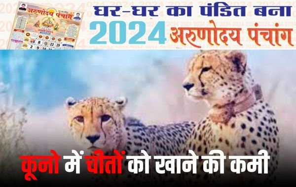 कूनो में चीतों के सामने एक और संकट, डब्ल्यूआईआई की रिपोर्ट में हुआ यह खुलासा 1 Add a heading 10