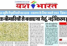 अब संक्रामक बीमारियों से बचाएगा गेहूं, नई किस्म हुई विकसित 15 a9ea7356 3a90 4367 88d3 bc1dd44573eb