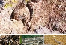 bec15c69 a5a5 4e45 917d 8638f079cf80