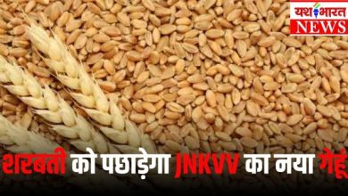 जबलपुर की जेएनकेविवि ने विकसित की जिंक और आयरन से भरपूर गेहूं की किस्म, किसानों को मिलेगी भरपूर उपज 9 gehun