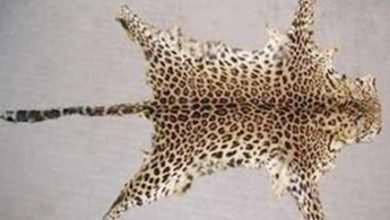 leopard skin 25 jan 2016125 152522 24 01 2016
