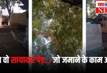 गढ़ा में अतिक्रमणकारियों को हरे-भरे पेड़ से दिक्कत, पेड़ कटवाने की कर रहे शिकायत 11 pipal tree
