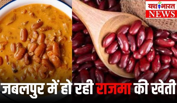 लोगों की जुबान में घुलेगा जबलपुर में पैदा हुआ राजमा, पहली बार हो रही राजमा की खेती 1 Add a heading 8 1