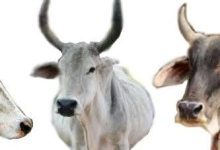 images 2024 01 18T122755.861