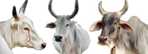 खुलासा :सड़कों पर लहू लुहान हो रहा गौवंश: जिम्मेदारों को नहीं परवाह 1 images 2024 01 18T122755.861