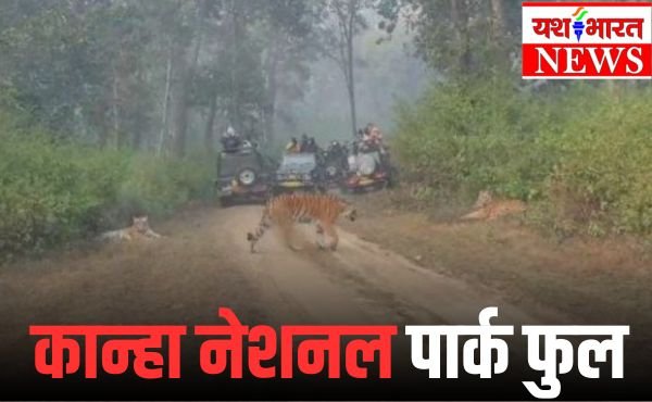 कान्हा नेशनल पार्क फुल - नैना ; नीलम ; युवराज और बंजरग बाघ पर्यटकों के लिए आर्कषण का केंद्र 1 कान्हा नेशनल पार्क फुल