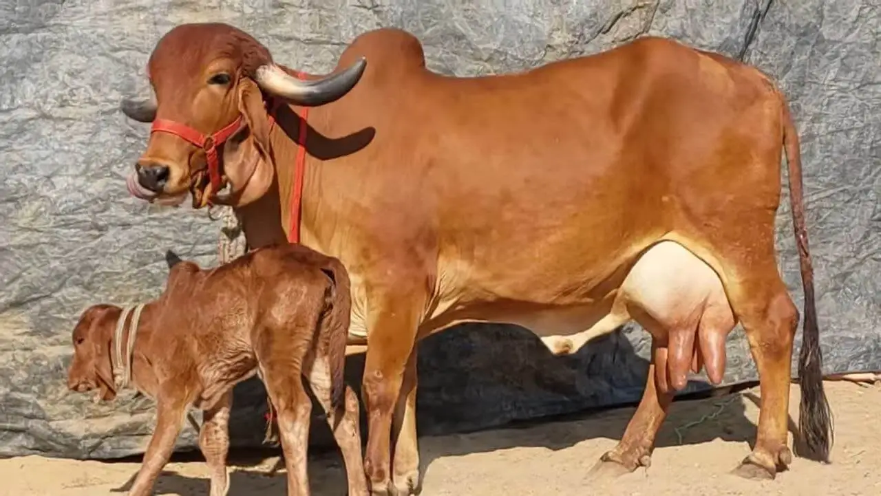 गिर गाय 1