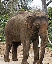 180px Asian elephant melbourne zoo