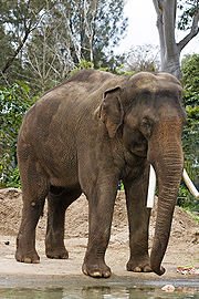 180px Asian elephant melbourne zoo