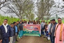 नरसिंहपुर में अब बड़े पैमाने पर होगी अश्वगंधा, तुलसी एवं शतावरी की कृषि .... पढ़ें पूरी खबर 13 IMG 20240208 WA0014