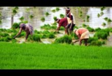 कृषि वैज्ञानिकों की रिसर्च रंग लाई : गांव गांव जाकर 60 साल पुराने बीजों की हुई पहचान, शुद्धता और खूबियां से है भरपूर यह अनाज 10 Screenshot 2024 02 23 15 12 42 940 com.whatsapp