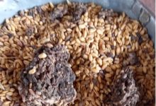 दो जून की रोटी में भी भ्रष्टाचार : गरीबों को बांटने वाले सरकारी गेहूं में मिलाया जा रहा है पानी और मिट्टी 10 Screenshot 2024 03 14 20 06 33 484 com.whatsapp