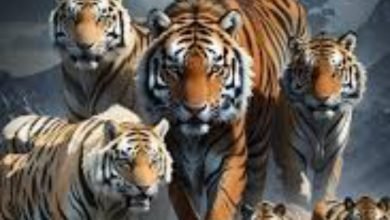 4 साल में मध्य प्रदेश में बढ़े 259 टाइगर : एमपी में 785 टाइगर 9 Screenshot 2024 03 27 16 39 54 726 com.whatsapp