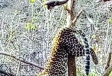 फंदे में फंसने से पेड़ में लटककर तेंदुए की मौत : शिकार के लिए बिछाया था जाल, पवई वन परिक्षेत्र के पिपरिया दोन बीट का मामला 13 Screenshot 2024 03 28 12 44 50 427 com.whatsapp